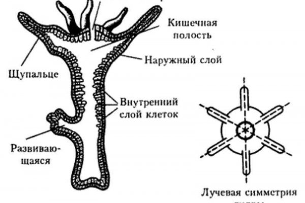 Кракен лег